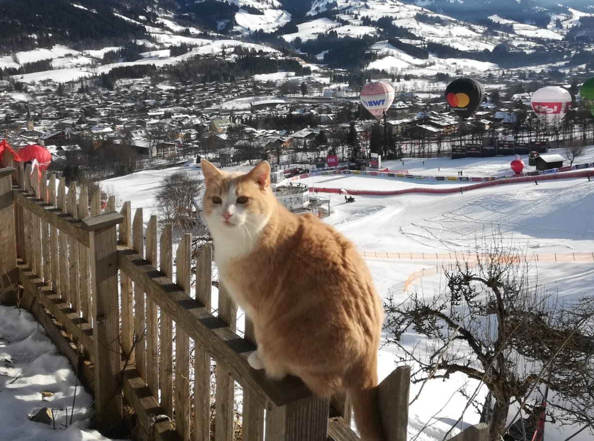 Der Ski Club Präsident und der Hahnenkamm-Kater