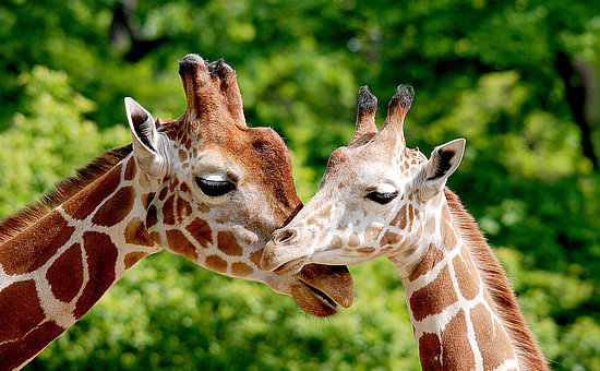 Fotolia
AdobeStock
Privat
Fotografie Marie